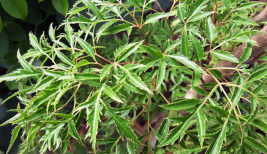 cay-dinh-lang